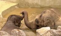 Asha és Assam a medencében - így fürdik az elefántborjú a papájával