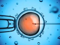 Mesterséges megtermékenyítés- IVF