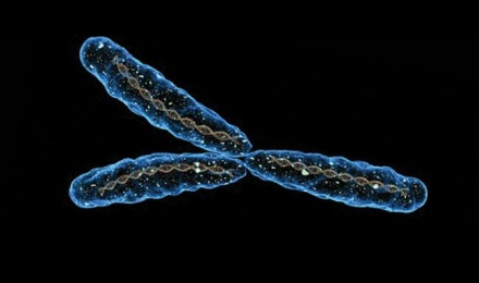 Védi magát az Y-kromoszóma