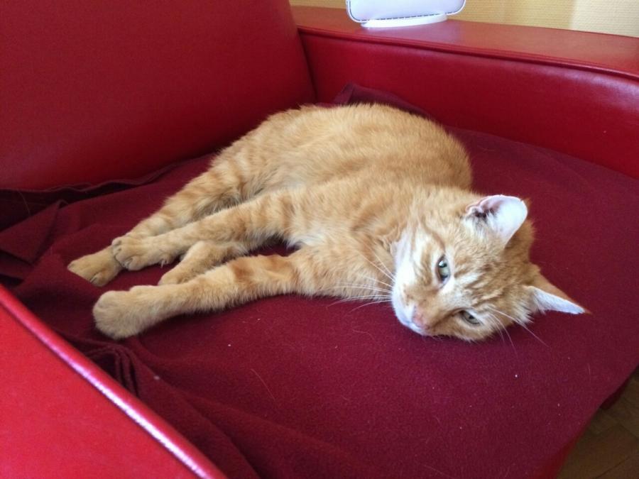 házi cica, állatbarát