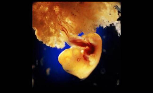 Embrió fejlődése