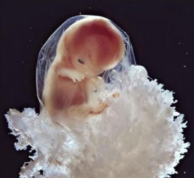 Embrió fejlődése