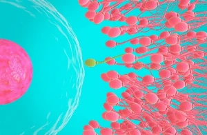 Tények és tévhitek a fogamzásról