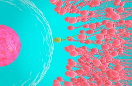 Tények és tévhitek a fogamzásról