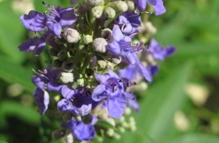 Természetes gyógymód a meddőség kezelésére