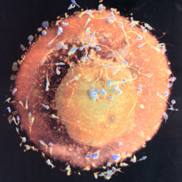 csodálatos utazás cikkbe 6